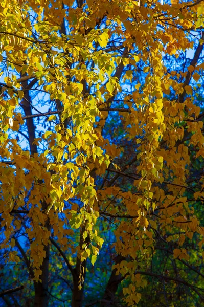 Podzimní Fotografie Listy Podzim Této Roční Době Stromy Jako Ožily — Stock fotografie