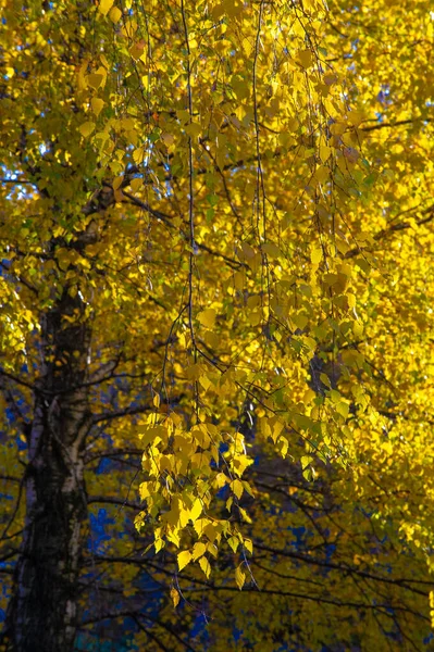 Herbstfotografie Blätter Herbst Dieser Zeit Des Jahres Scheinen Die Bäume — Stockfoto