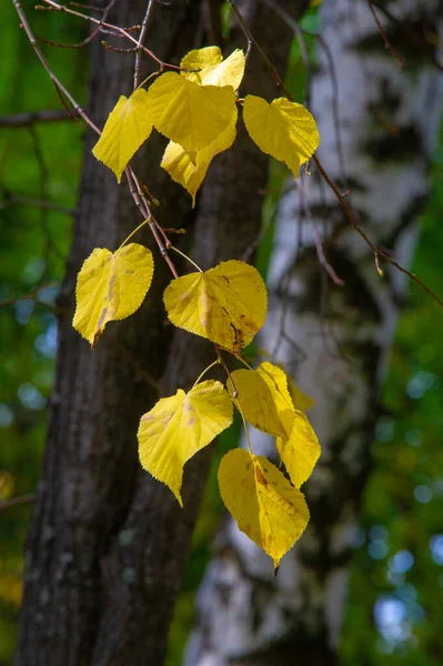 Photographie Automne Feuilles Automne Cette Période Année Les Arbres Semblent — Photo