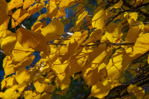 Autumn Photography Leaves Fall Time Year Trees Seem Come Life — Stock Photo, Image