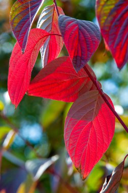 Sonbahar manzarası, fotoğraftaki sonbahar çizimi, sarı bordo kırmızı yapraklar, yaz dilekçesi, neşeli resimler.