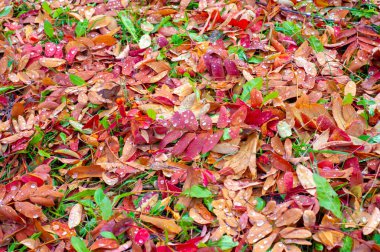Sonbahar fotoğrafçılığı, sonbaharda yapraklar, yılın bu zamanında ağaçlar turuncu, kırmızı ve bakır çiçeklerden koparak canlanıyor.
