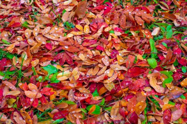Sonbahar fotoğrafçılığı, sonbaharda yapraklar, yılın bu zamanında ağaçlar turuncu, kırmızı ve bakır çiçeklerden koparak canlanıyor.