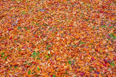 Sonbahar fotoğrafçılığı, sonbaharda yapraklar, yılın bu zamanında ağaçlar turuncu, kırmızı ve bakır çiçeklerden koparak canlanıyor.