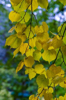 Sonbahar fotoğrafçılığı, sonbaharda yapraklar, yılın bu zamanında ağaçlar turuncu, kırmızı ve bakır çiçeklerden koparak canlanıyor.