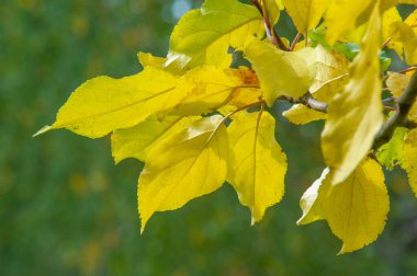 Sonbahar manzarası, fotoğraftaki sonbahar çizimi, sarı bordo kırmızı yapraklar, yaz dilekçesi, neşeli resimler.