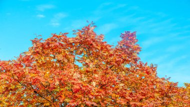 Sonbahar manzarasının fotoğrafı. Parlak sonbahar yapraklarının arka planında kızıl dağ külleri..