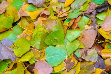 Sonbahar fotoğrafçılığı, sonbaharda yapraklar, yılın bu zamanında ağaçlar turuncu, kırmızı ve bakır çiçeklerden koparak canlanıyor.
