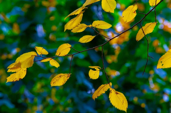 Φθινοπωρινή Φωτογραφία Φύλλα Φθινόπωρο Αυτή Την Εποχή Του Χρόνου Δέντρα — Φωτογραφία Αρχείου