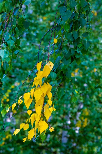 Photographie Automne Feuilles Automne Cette Période Année Les Arbres Semblent — Photo