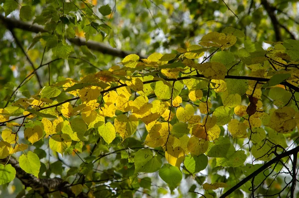 Fotografia Outono Folhas Outono Nesta Época Ano Árvores Parecem Ganhar — Fotografia de Stock