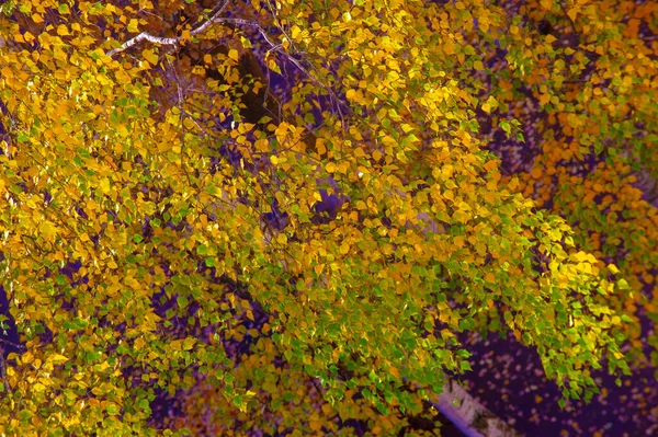 Φθινοπωρινό Τοπίο Σκίτσο Του Φθινοπώρου Στη Φωτογραφία Κίτρινα Βυσσινί Κόκκινα — Φωτογραφία Αρχείου
