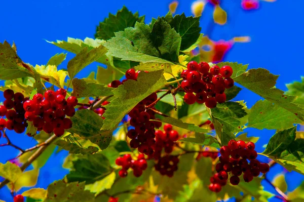 Őszi Táj Vázlat Ősz Fényképen Sárga Burgundi Vörös Levelek Nyári — Stock Fotó