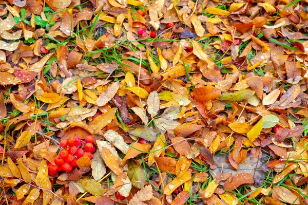 Herbstfotografie Blätter Herbst Dieser Zeit Des Jahres Scheinen Die Bäume — Stockfoto