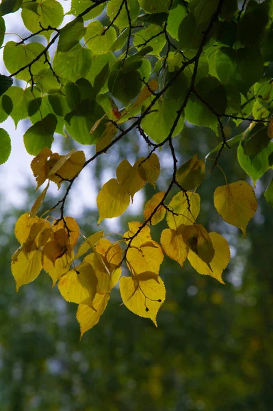 Höstfotografering Löv Hösten Vid Denna Tid Året Träden Verkar Komma — Stockfoto