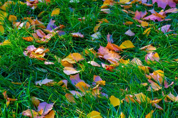 Herbstlandschaft Skizze Des Herbstes Auf Dem Foto Gelb Bordeauxrote Blätter — Stockfoto