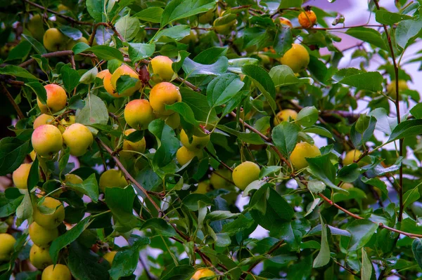 Herbstfotografie Blätter Herbst Dieser Zeit Des Jahres Scheinen Die Bäume — Stockfoto