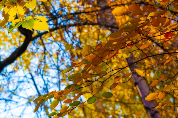 Paisaje Otoño Boceto Otoño Foto Hojas Rojas Color Burdeos Amarillo —  Fotos de Stock