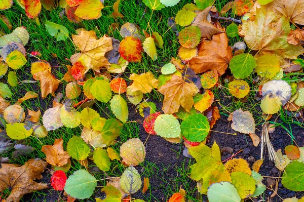 Photographie Automne Feuilles Automne Cette Période Année Les Arbres Semblent — Photo