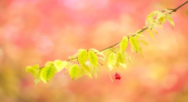 Blurred Classic Soft Focus Pastel Colors Colors Autumn Autumn Leaves — Stock Photo, Image
