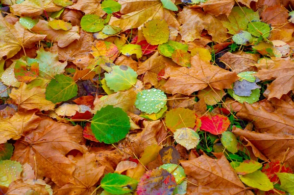 Photographie Automne Feuilles Automne Cette Période Année Les Arbres Semblent — Photo