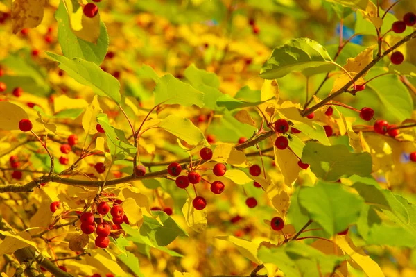 Herbstlandschaft Skizze Des Herbstes Auf Dem Foto Gelb Bordeauxrote Blätter — Stockfoto