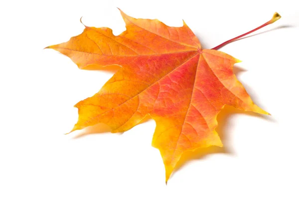 Осенняя Живопись Осенние Кленовые Листья Одинокий Лист Белом Фоне Разного — стоковое фото