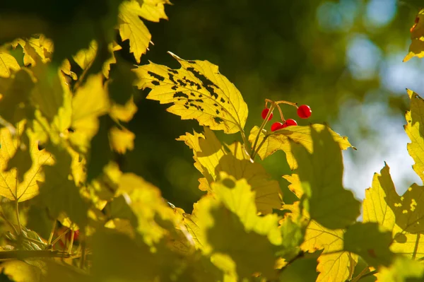 Sonbahar Manzarası Fotoğraftaki Sonbahar Çizimi Sarı Bordo Kırmızı Yapraklar Yaz — Stok fotoğraf