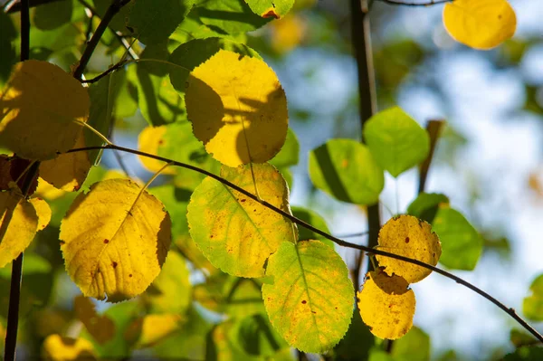 Paisaje Otoño Boceto Otoño Foto Hojas Rojas Color Burdeos Amarillo —  Fotos de Stock