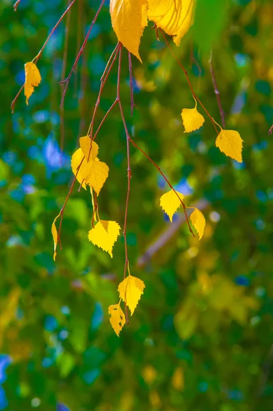Autumn Photography Leaves Fall Time Year Trees Seem Come Life — Stock Photo, Image
