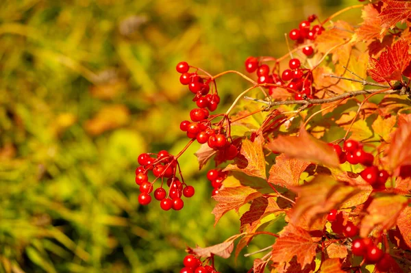 Foto Embaçada Profundidade Campo Rasa Outono Viburno Vermelho Sua Classificação — Fotografia de Stock