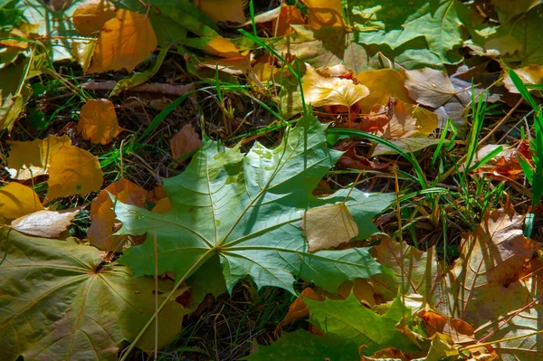 Fotografía Otoño Hojas Otoño Esta Época Del Año Los Árboles — Foto de Stock