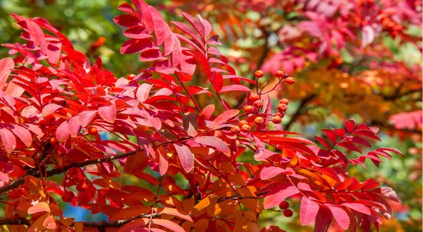 Autumn Landscape Photography Mountain Ash Full Beauty Illuminated Colors Autumn — Stock Photo, Image