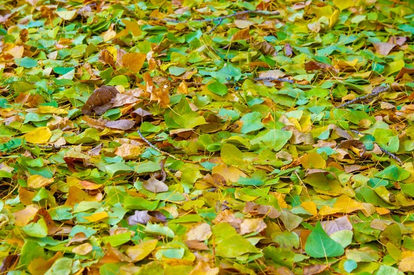 Autumn Photography Leaves Fall Time Year Trees Seem Come Life — Stock Photo, Image