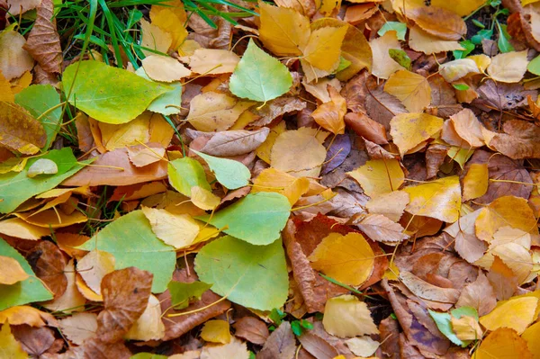 Осіння Фотографія Листя Восени Цей Час Року Дерева Здається Оживають — стокове фото