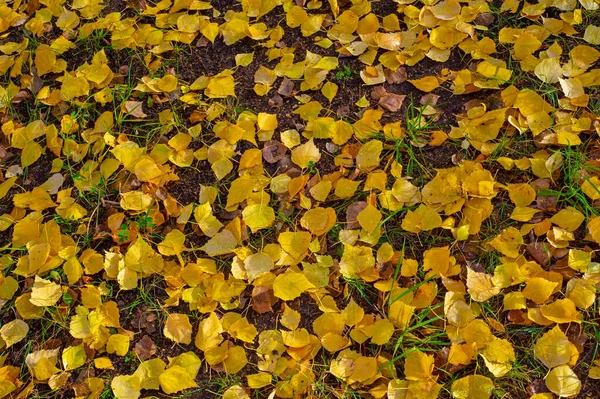 Bunte Herbstblätter Von Birke Laubbaum Mit Weißer Rinde Und Herzförmigen — Stockfoto