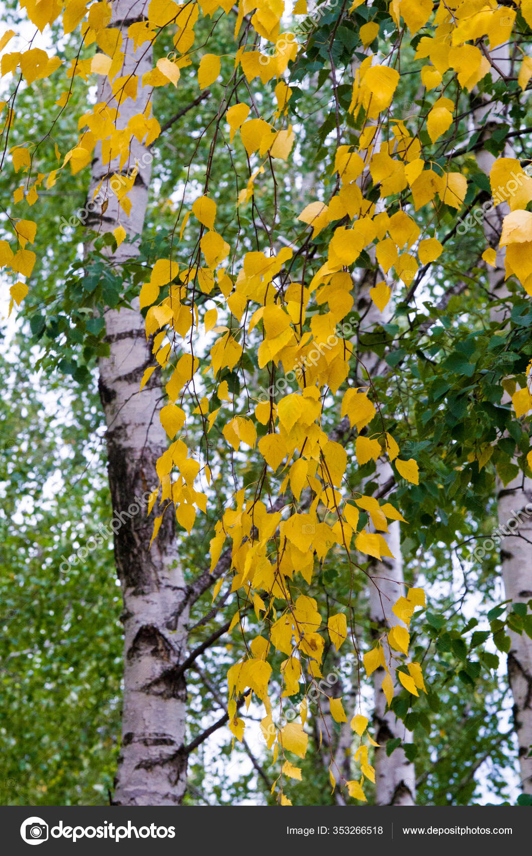 秋天的质感秋天的树叶明亮的饱和色秋天的树木美丽极了大自然向温暖的夏日说再见 图库照片 C Ekina1