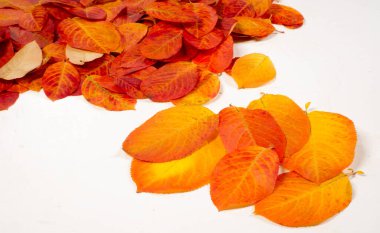 doku, arkaplan, desen, sonbahar yaprakları, parlak doymuş renkler, ağaçlar sonbaharda inanılmaz güzeller, doğa sıcak yaz günlerine veda ediyor.