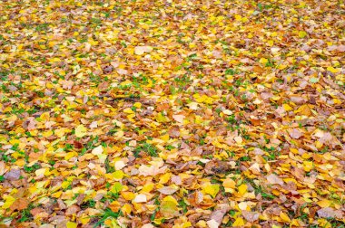 Huş ağacının renkli sonbahar yaprakları, yaprak döken, beyaz kabuklu ve kalp şeklinde yaprakları olan ağaç..