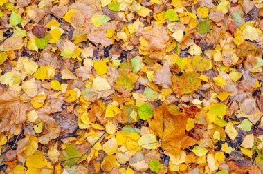 Huş ağacının renkli sonbahar yaprakları, yaprak döken, beyaz kabuklu ve kalp şeklinde yaprakları olan ağaç..