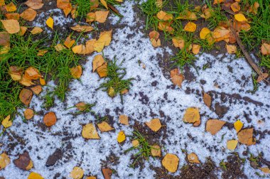 Huş ağacının renkli sonbahar yaprakları, yaprak döken, beyaz kabuklu ve kalp şeklinde yaprakları olan ağaç..
