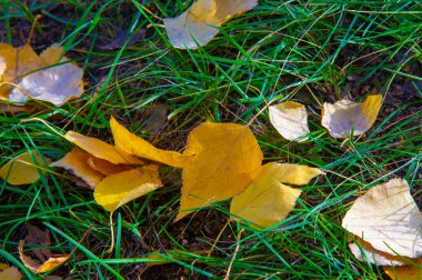 Huş ağacının renkli sonbahar yaprakları, yaprak döken, beyaz kabuklu ve kalp şeklinde yaprakları olan ağaç..