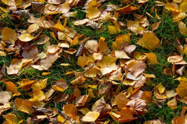 Huş ağacının renkli sonbahar yaprakları, yaprak döken, beyaz kabuklu ve kalp şeklinde yaprakları olan ağaç..