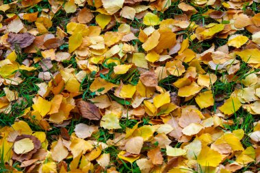 Huş ağacının renkli sonbahar yaprakları, yaprak döken, beyaz kabuklu ve kalp şeklinde yaprakları olan ağaç..