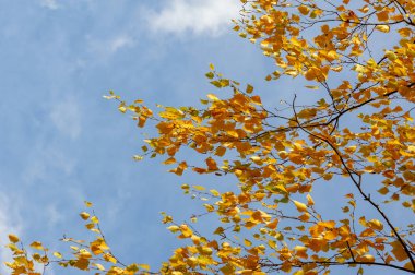 Huş ağacının renkli sonbahar yaprakları, yaprak döken, beyaz kabuklu ve kalp şeklinde yaprakları olan ağaç..