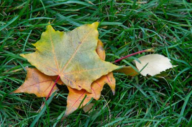 Sonbahar akçaağaç yaprağı, daha yüksek bir bitkinin düz bir yapısıdır. Direk sapına ya da gövdesine bağlı bir bıçağa benzer. Yapraklar fotosentez ve dönüşümün ana organlarıdır.