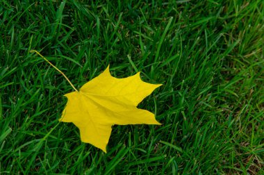 Sonbahar akçaağaç yaprağı, daha yüksek bir bitkinin düz bir yapısıdır. Direk sapına ya da gövdesine bağlı bir bıçağa benzer. Yapraklar fotosentez ve dönüşümün ana organlarıdır.