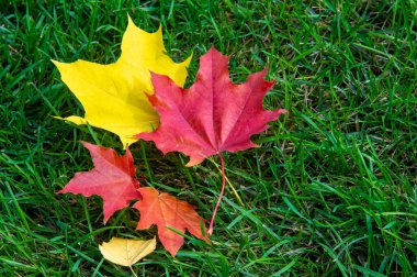 Sonbahar akçaağaç yaprağı, daha yüksek bir bitkinin düz bir yapısıdır. Direk sapına ya da gövdesine bağlı bir bıçağa benzer. Yapraklar fotosentez ve dönüşümün ana organlarıdır.
