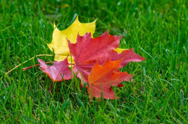 Sonbahar akçaağaç yaprağı, daha yüksek bir bitkinin düz bir yapısıdır. Direk sapına ya da gövdesine bağlı bir bıçağa benzer. Yapraklar fotosentez ve dönüşümün ana organlarıdır.