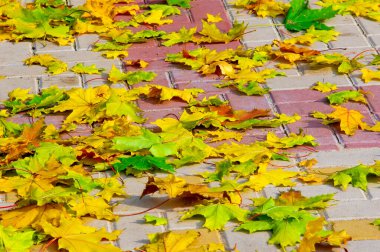 Sonbahar akçaağaç yaprağı, daha yüksek bir bitkinin düz bir yapısıdır. Direk sapına ya da gövdesine bağlı bir bıçağa benzer. Yapraklar fotosentez ve dönüşümün ana organlarıdır.